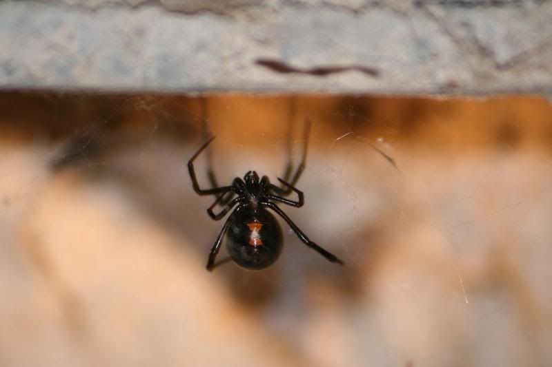 IMAGE: http://i117.photobucket.com/albums/o41/tank122803/bw.jpg