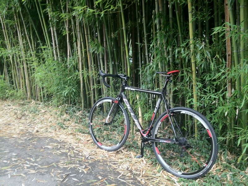Bluebamboo.jpg