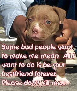 pitbull Pictures, Images and Photos