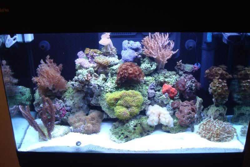 fishtank188.jpg