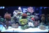 fishtank189.jpg