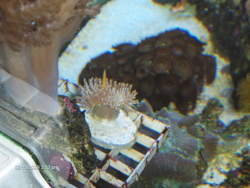 fishtank4337.jpg