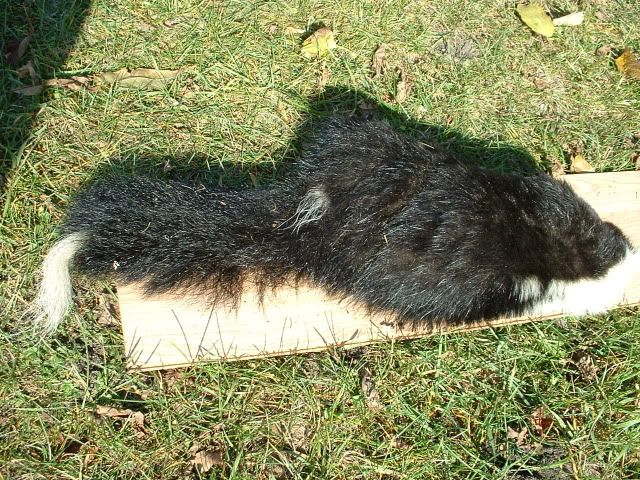 Black dog... Black eye.. Black taco.. Black Skunk!! | Michigan