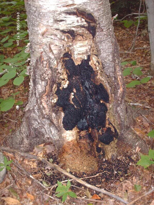 tinder fungus