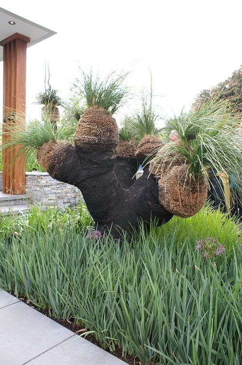 What should I plant with my Grass Tree?