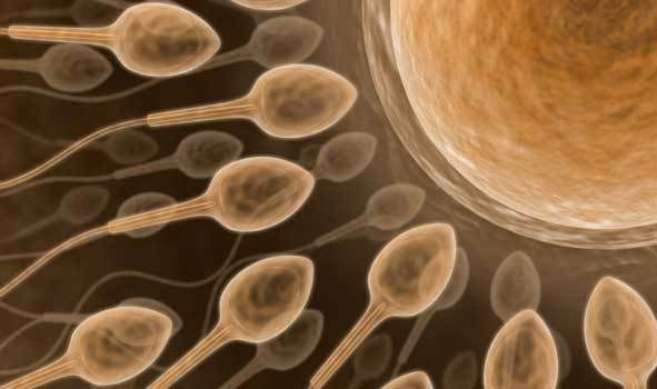 Image: Paxil Linked to Damaged Sperm, Could Impair Male Fertility