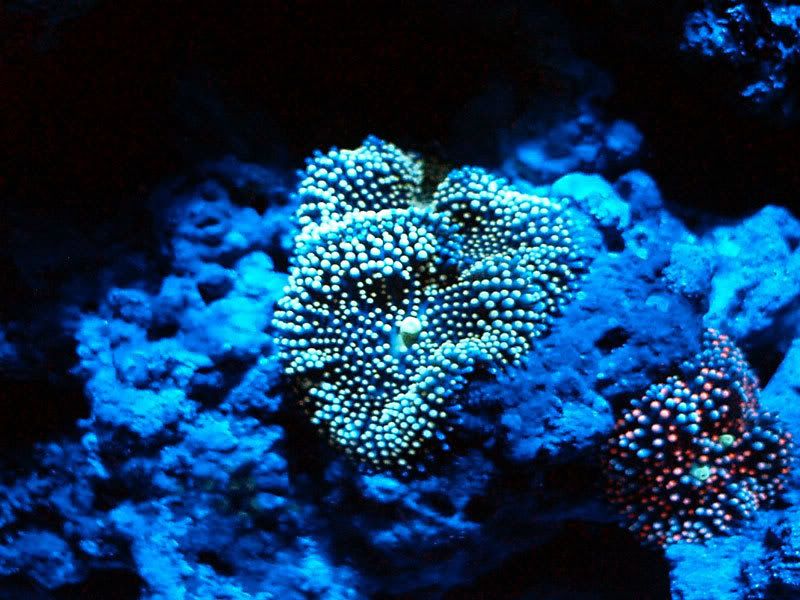 P3200004a.jpg