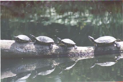 Turtles Pictures, Images and Photos