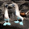 booby-birds.gif