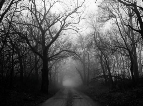 IMAGE: http://i117.photobucket.com/albums/o51/Z00dles/FoggyTrees02_small.jpg