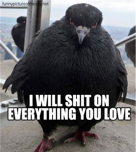 Shit-On-Everything-You-Love-Funny-Evil-Bird.jpg