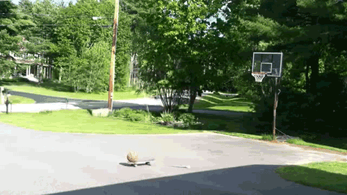 TrickshotTake3827.gif