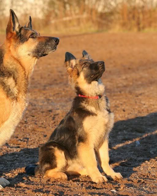 IMAGE: http://i117.photobucket.com/albums/o53/qhorses/Autumn/IMG_3414.jpg