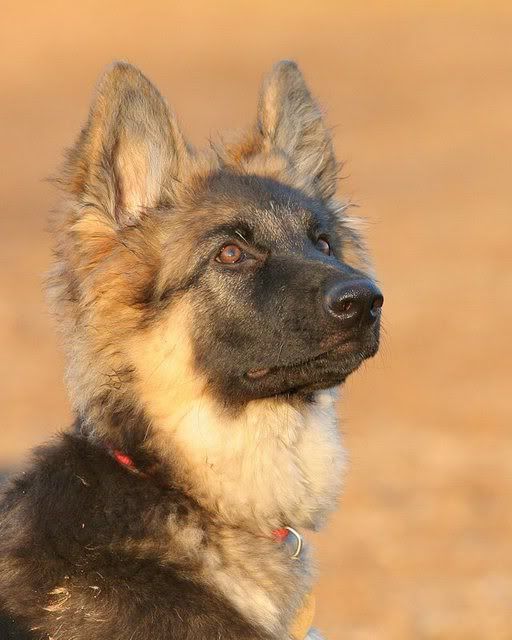 IMAGE: http://i117.photobucket.com/albums/o53/qhorses/Autumn/IMG_3420.jpg