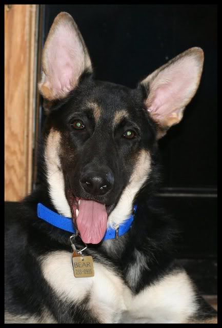 IMAGE: http://i117.photobucket.com/albums/o53/qhorses/Flowers/others/IMG_3981.jpg