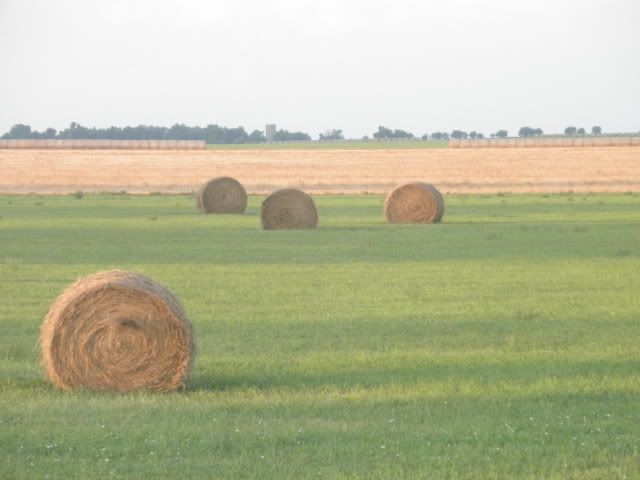 hay.jpg