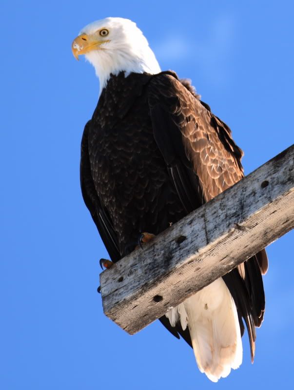 IMAGE: http://i117.photobucket.com/albums/o55/LHeyden/Eagle.jpg