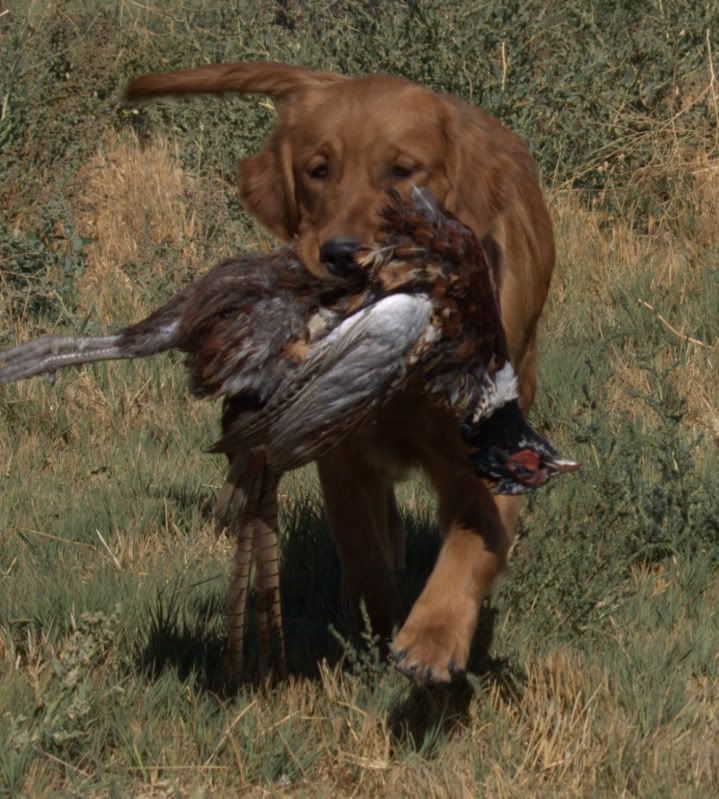 IMAGE: http://i117.photobucket.com/albums/o55/LHeyden/Tag_Pheasant.jpg
