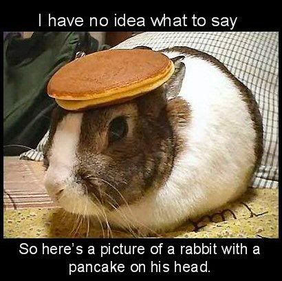 rabbitpancake.jpg