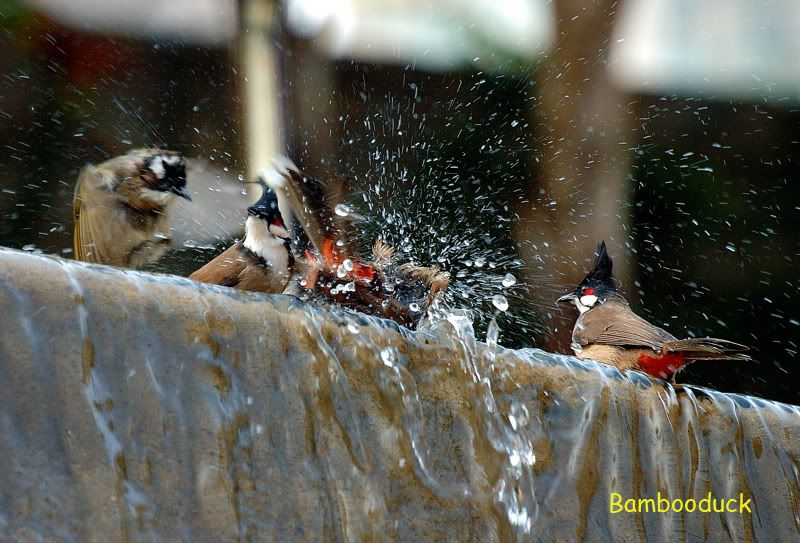 Photo Sharing and Video Hosting at Photobucket