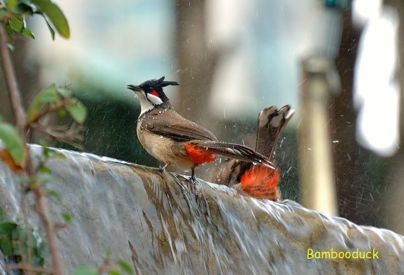 Photo Sharing and Video Hosting at Photobucket