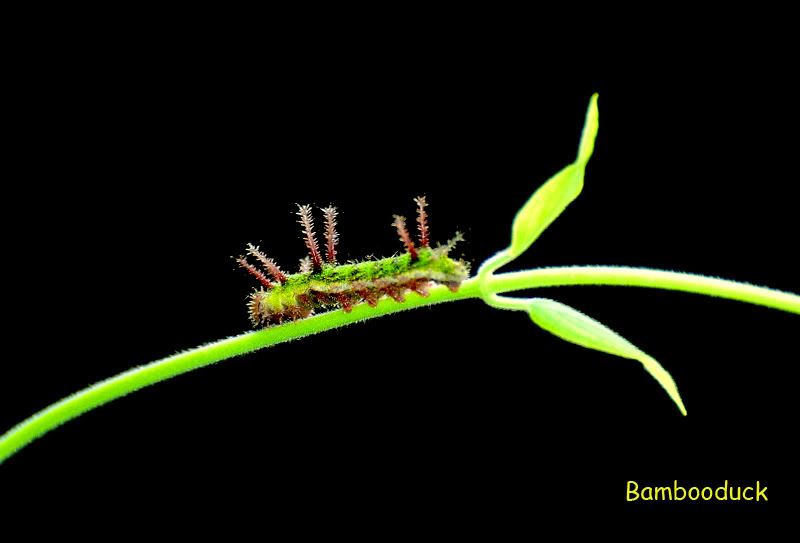 Photo Sharing and Video Hosting at Photobucket