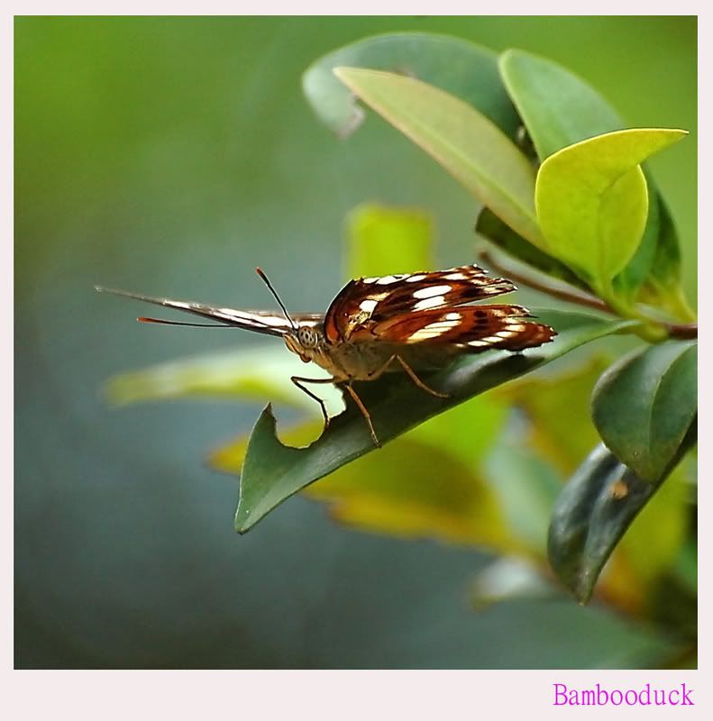 Photo Sharing and Video Hosting at Photobucket