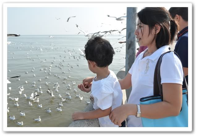 ลูกปุณไปดูนกนางนวลที่บางปูครับ