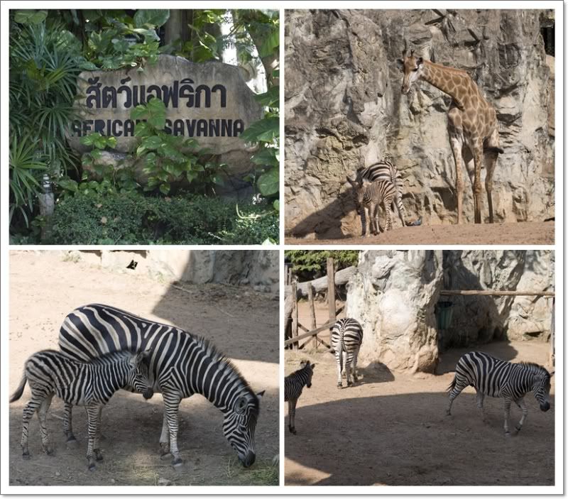 ปุณไปสวนสัตว์เขาดินครับ
