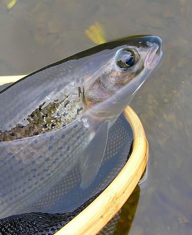Grayling... good eating ?? Page 2 Fly Fishing Forum