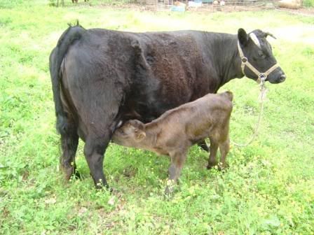 Got my Dexter heifer calf! - Cattle