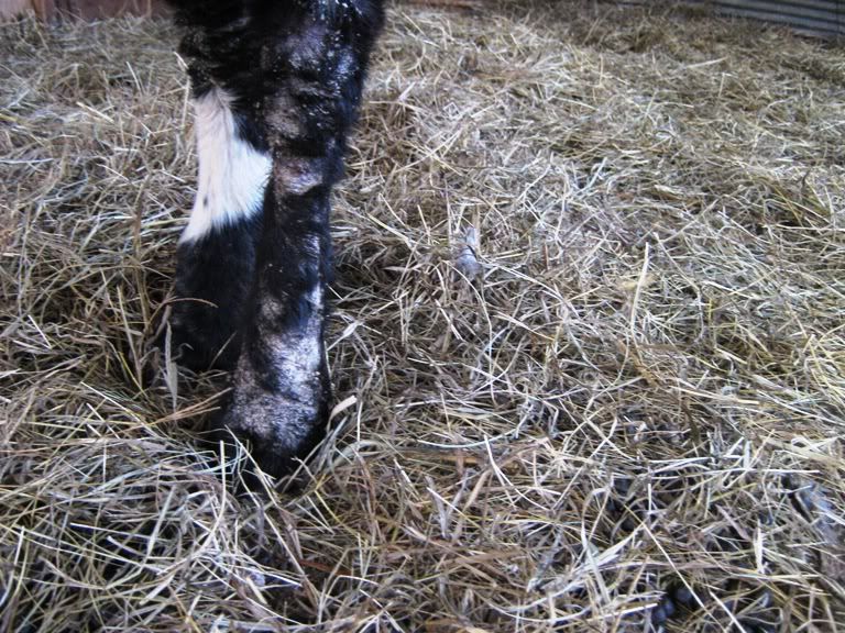 Chorioptic Mange? - Goats