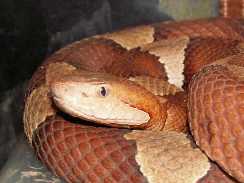 copperhead bite pic Page 2 Reptile Forums