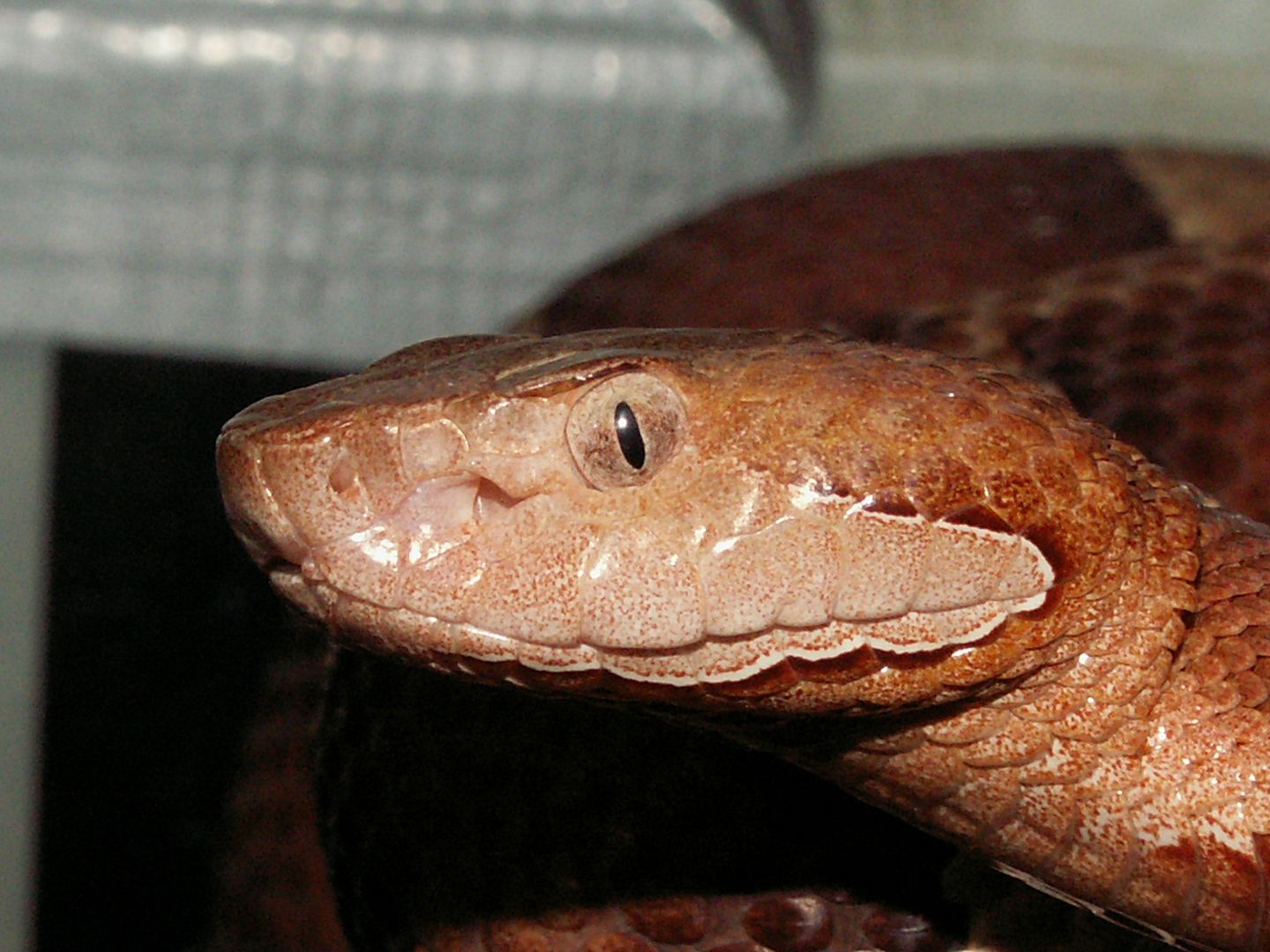 copper head pics Reptile Forums