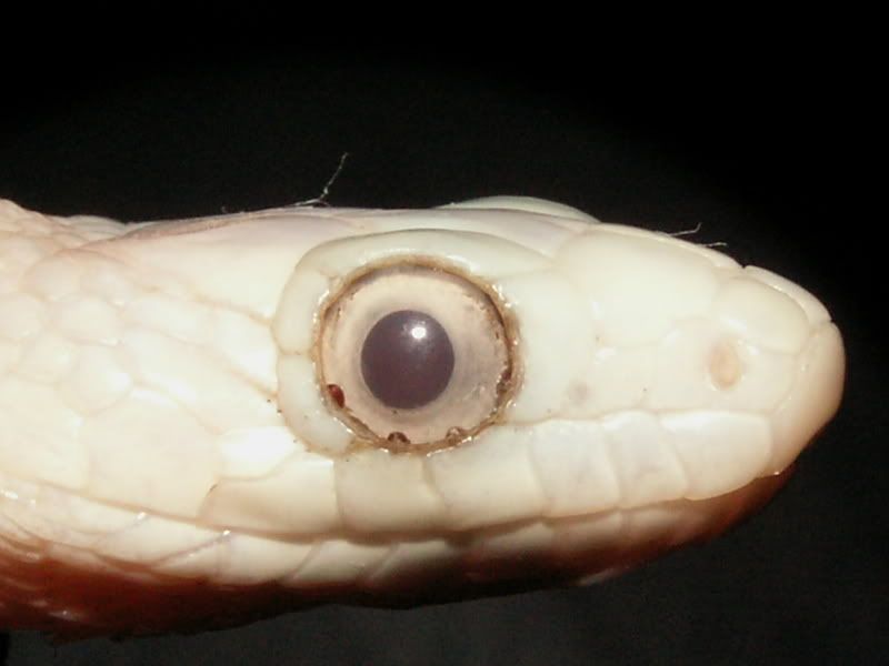 mites on snake Reptile Forums