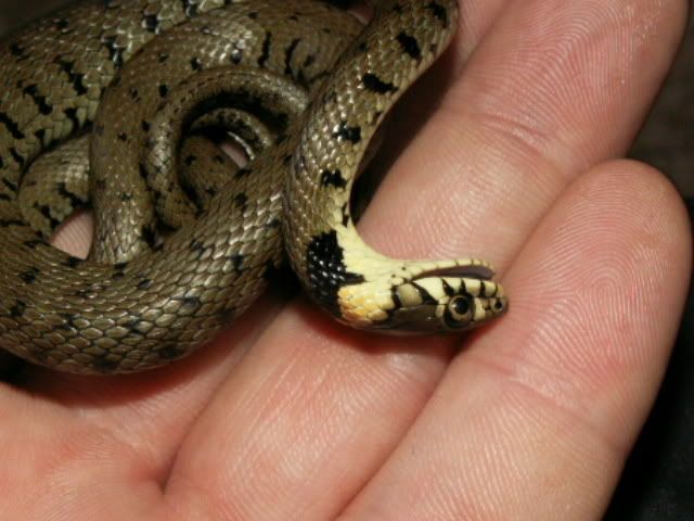 Stock photo of Grass snake (Natrix natrix) juvenile playing dead