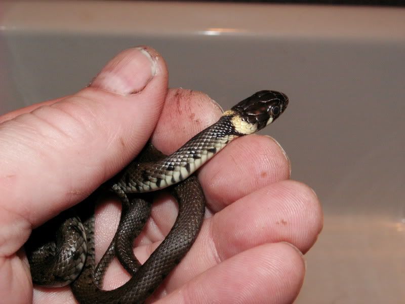 grass snake pics Reptile Forums