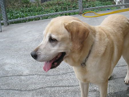 圖檔
