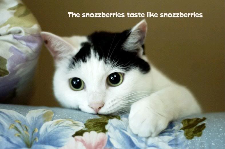SHNOZBERRIES Pictures, Images and Photos