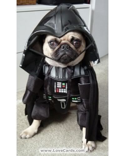 darth pug Pictures, Images and Photos