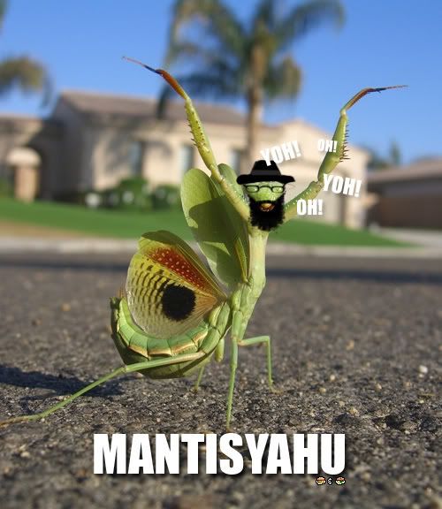 mantis Pictures, Images and Photos