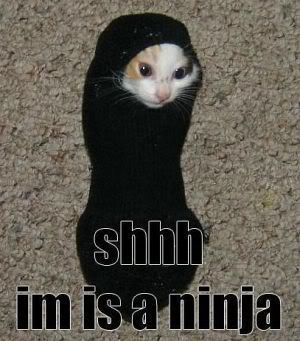 NINJA CAT Pictures, Images and Photos