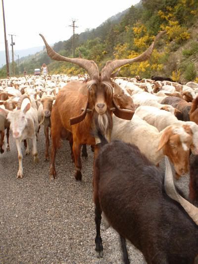 bouc.jpg