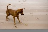 canoadog.jpg image by zarbone