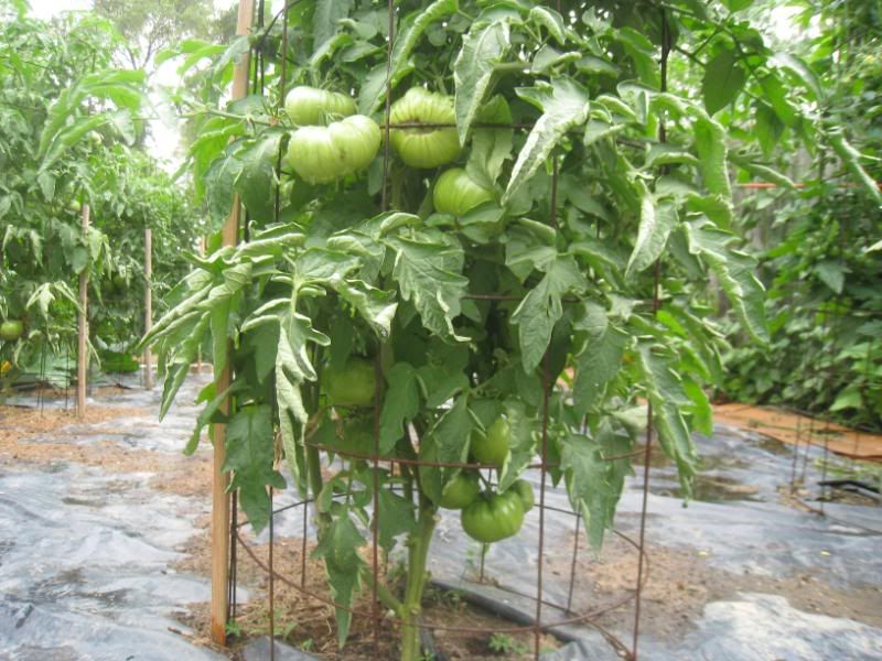 Brandywine Black Tomato