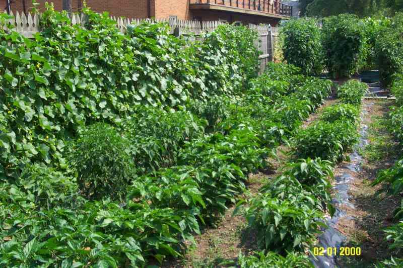 Melon spacing on a trellis (How close can I space them?)