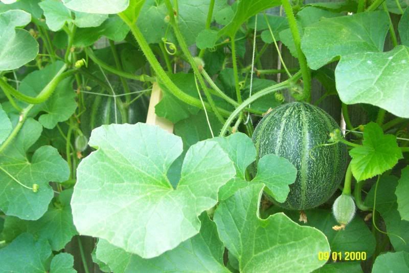 Melon spacing on a trellis (How close can I space them?)