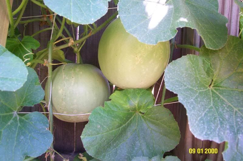 Melon spacing on a trellis (How close can I space them?)