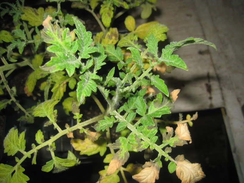 tomatoes turn for the worst