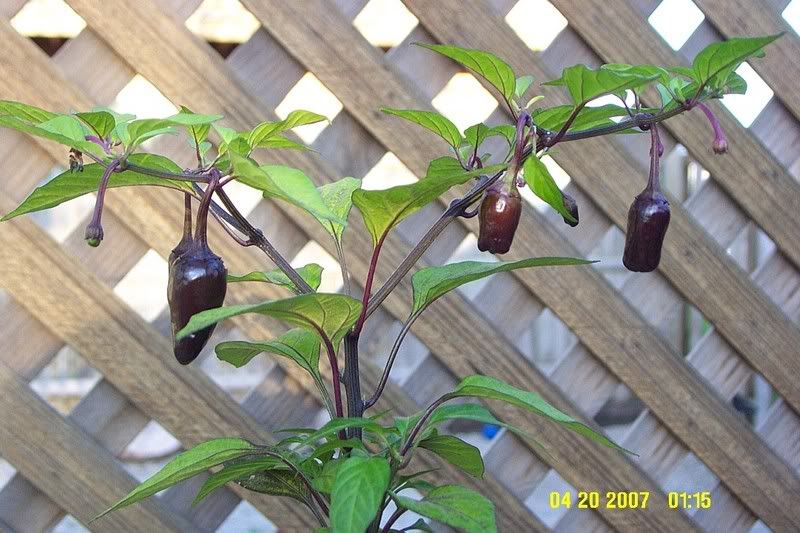 Peper help